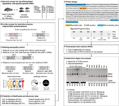 Figure 2 From Benefits And Limitations Of A New Genomebased PCRRFLP