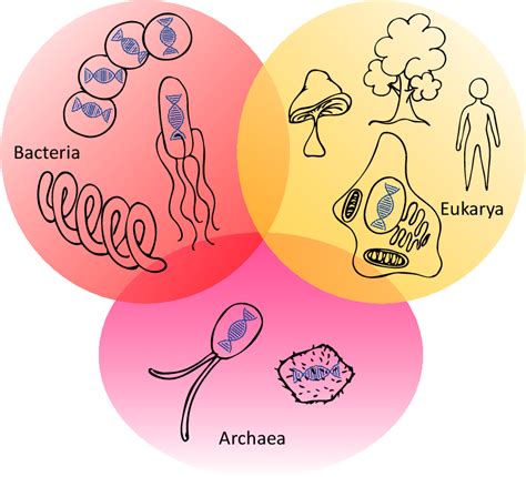 Figure From Timing And Targeting Of Type Iii Secretion Translocation