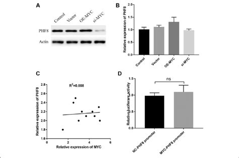 Myc Upregulated The Protein Expression Of Phf A The Phf Protein