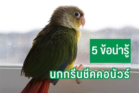 5 ข้อน่ารู้ นกกรีนชีคคอนัวร์ นกกรีนชีค กินอะไร นกแก้วกรีนชีคพูดได้ไหม