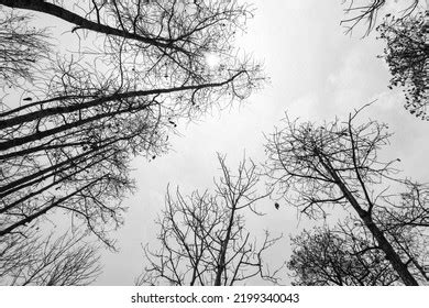 Deciduous Deciduous Forest Leaves Leaves Dry Stock Photo 2199340043 ...