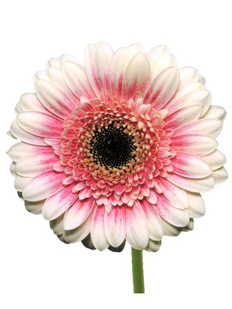 Gerbera mini Lucia rosa weiß Blumigo