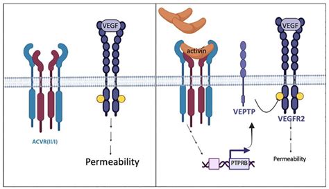 IJMS Free Full Text Activin A Limits VEGF Induced Permeability Via