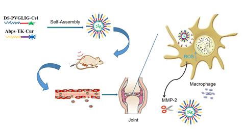 中国海大孔明烟大陈大全Int Biol Macromol 牛膝多糖引药下行双重响应纳米药物递送治疗类风湿关节炎 中国聚合物网科教新闻