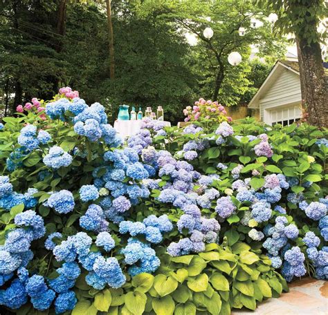 20 Dreamy Hydrangea Gardens That Are Giving Us Major Inspiration