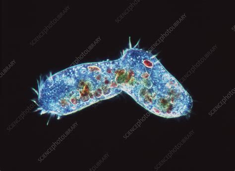 Ciliates protozoa dividing - Stock Image - Z105/0228 - Science Photo Library