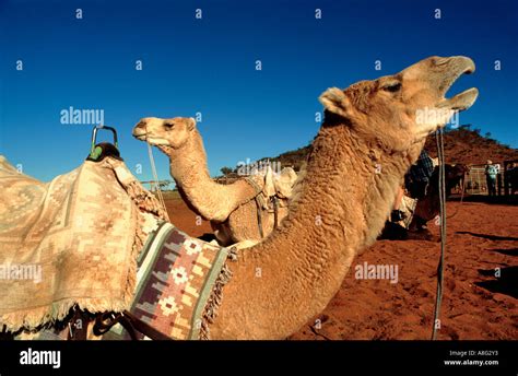 Camel safari australia hi-res stock photography and images - Alamy