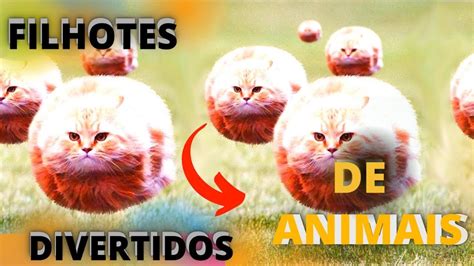 V Deos Engra Ados De Gatos E Cachorros Mais Falantes V Deos Engra Ados