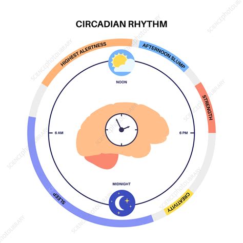 Sleep wake cycle, illustration - Stock Image - F036/1658 - Science ...