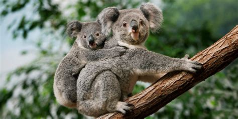 pet koala bear