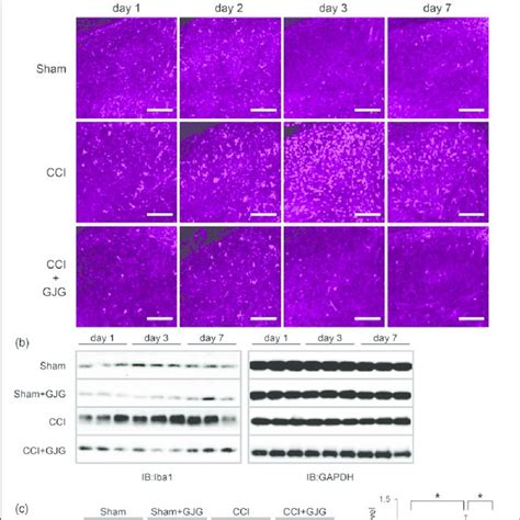 Gjg Inhibited The Expression Of Tnf A In The Ipsilateral Spinal Cord