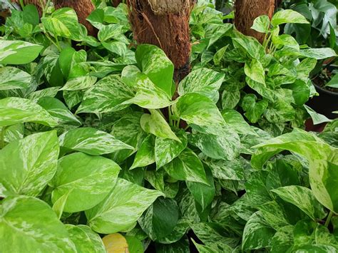 Global Green Pothos Growth And Care