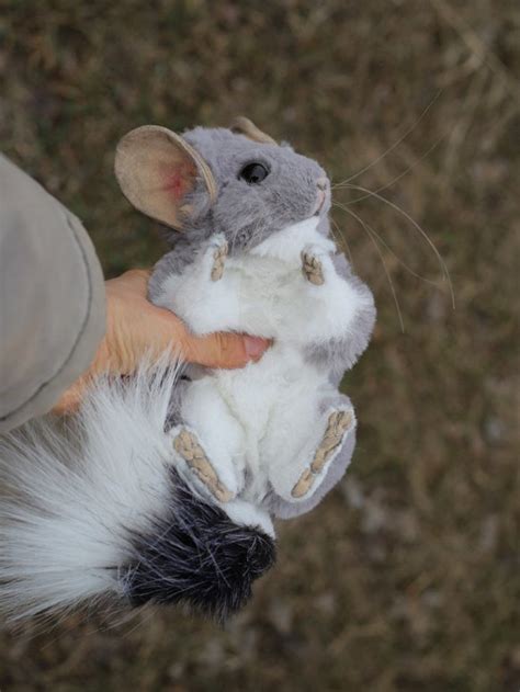 Chinchilla baby Silver by Tati Zubareva | Tedsby