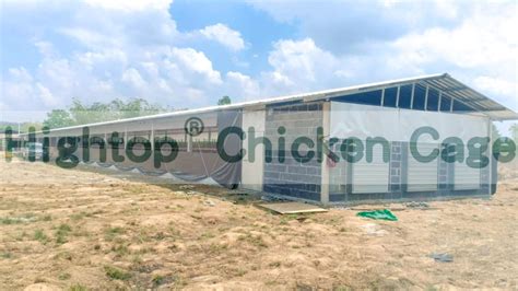 Birds H Type Battery Cage Project In Thailand Hightop Poultry