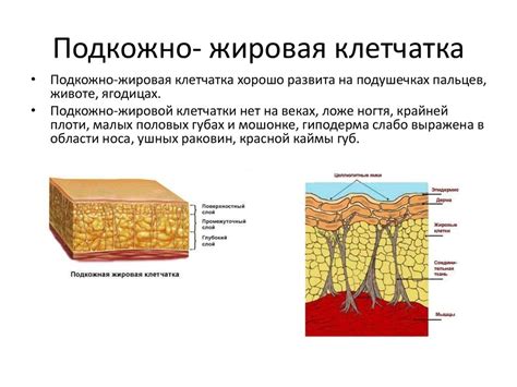 Придатки кожи. Гиподерма - online presentation