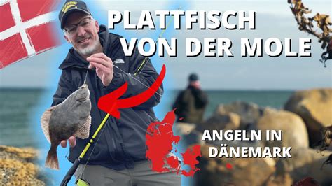 Plattfischangeln an der Ostsee in Dänemark so fängst du Scholle