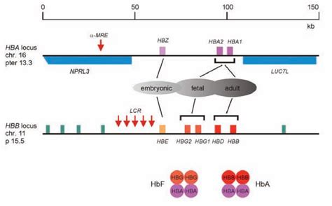 Figure 1 From Molecular Control Of Hemoglobin Switching Thalassemias