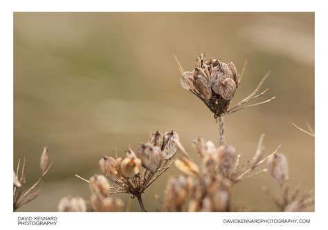 Common Hogweed (Heracleum sphondylium) seeds (V) · David Kennard ...