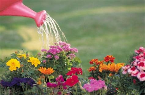 Aprenda Quando Quantas Vezes E Como Regar Plantas