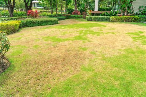 How To Get Rid Of Brown Spots In Your Lawn