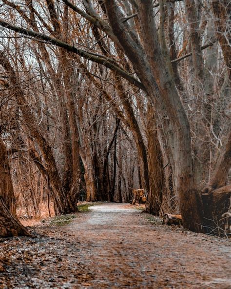 Disparo Vertical De Un Camino En Medio De Un Bosque Con Rboles Sin