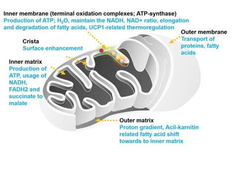 Parts Of Mitochondria