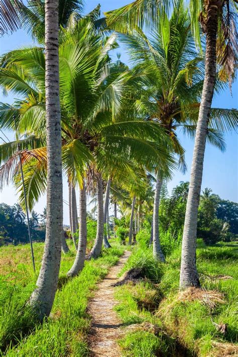 Palm Trees With A Path In Bali Indonesia Stock Photo Image Of Verdant