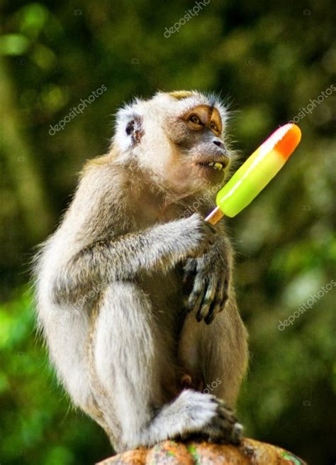 Monkey eating ice cream — Stock Photo © Byelikova #6721712