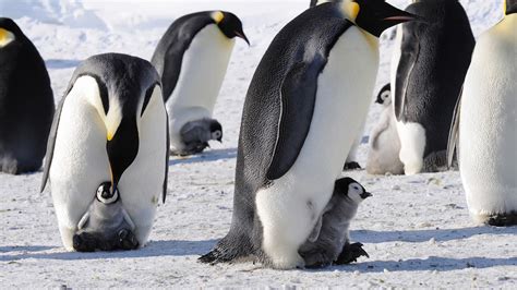 Penguins Emperor Antarctica Birds Babies Cute Snow Background HD ...