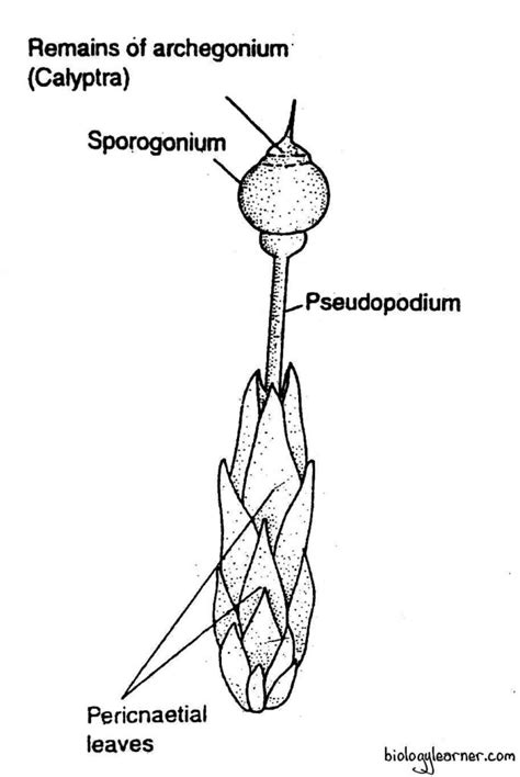 Sphagnum Distribution Structure Reproduction