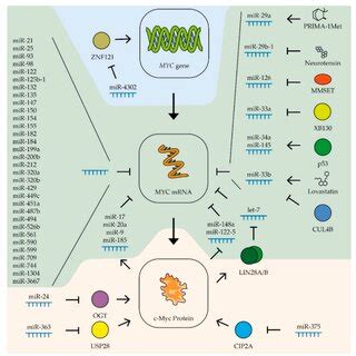 Control Of Myc Expression By Mirnas Schematic Representation Of