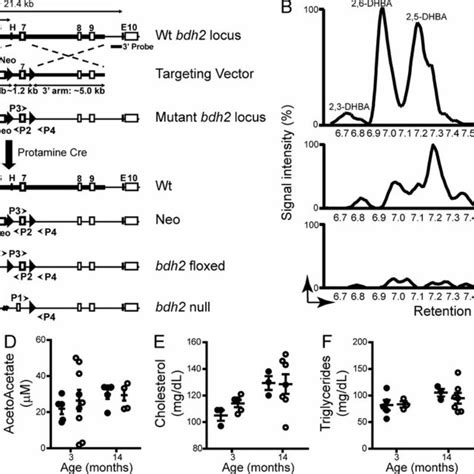 Derivation Of Bdh2 Knockout Mice A Schematic Representation Of The