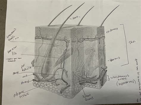 Ch Integumentary System Diagram Quizlet