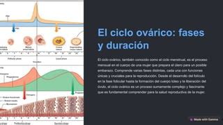 El Ciclo Ovarico Cuerpo Luteo Pptxddddddd Ppt