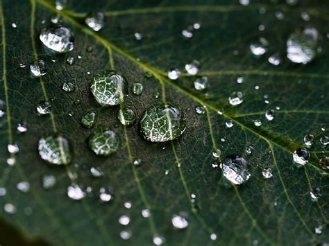 Royalty Free Photo Water Drops On Green Leaf Pickpik