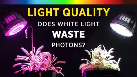 Grow Lights 101 Best Plant Growth Spectrum Color White Vs Red Blue