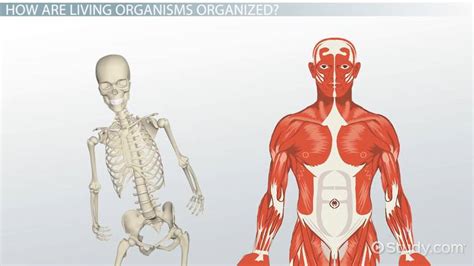 Organisms | Definition, Characteristics & Examples - Lesson | Study.com