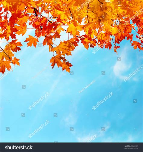 1,133,057 Autumn Sky Leaves Images, Stock Photos & Vectors | Shutterstock