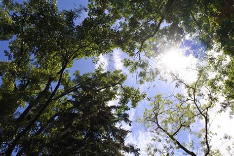 Free Images Tree Nature Forest Branch Light Sky Meadow