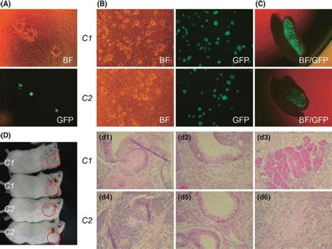 Derivation And Characterization Of Embryonic Stem Cells Escs Derived