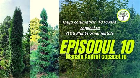 Cum Sa Tunzi Tuia Spirala Thuja Columnaris Tutorial Vlog Plante