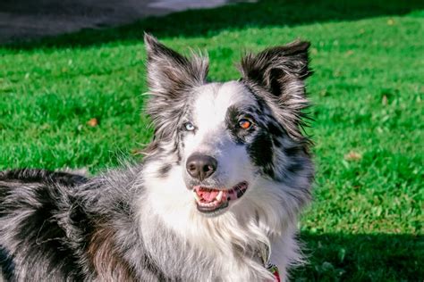 Border Collie Opis Rasy Charakter Wzrost Cena I Opinie