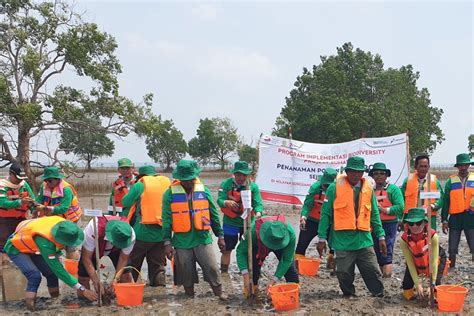 Kilang Pertamina Plaju Tanam Mangrove Di Sungsang Banyuasin