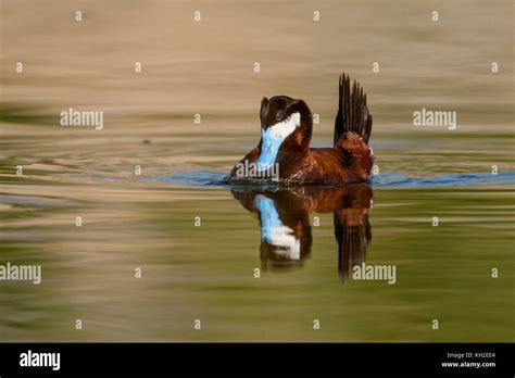 Ruddy duck drake in breeding plumage Stock Photo - Alamy