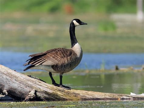 Canada Goose Migration: A Complete Guide | Birdfact