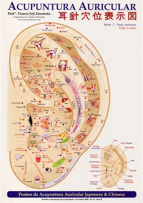 Mapas Auriculoterapia Pdf Pdf Ear Reflexology Reflexology Map