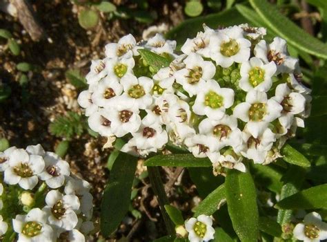 Sweet Alyssum Seedlings Alyssum Garden