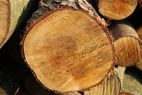 Fotos Gratis Rbol Naturaleza Bosque Planta Madera Hoja El