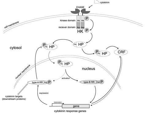 Cytokinin Signaling Pathway