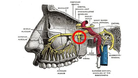 Sphenopalatine Ganglion Block Explained Novus Spine And Pain Center